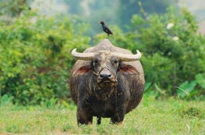 buffalo0
